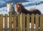 Two Friends