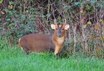 Reeves' Muntjac