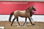 BPP_1386