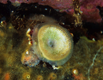 Disporella hispida