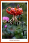 Lilium lancifolium