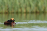 Slavonian Grebe, Lake Myvatn, Iceland