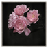 Four rose blooms