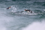 Gentoo Penguin above sea surface, Carcass Island, Falklands