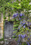Peyrusse le Roc Wysteria