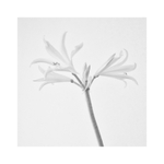 nerine