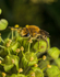Colletes hederae (m)