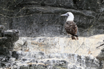 Peruvian Booby standing on ledge, Chanaral Island, Chile