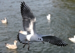 Wildlife portfolio
