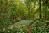 z1974 Wild Garlic, Shorwell