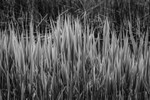 Fresh Phragmites - 1