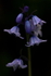 Bluebells