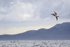 Shy Albatross (immature), coastal background, South Africa