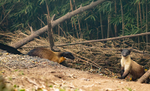 Singalila National Park February 2025 North East India portfolio