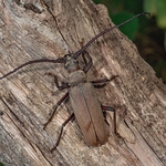 Long-horned beetle (Aegosoma scabricorne)