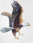 Flying High