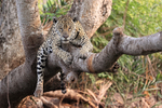 Jaguar Medrosa on tree branch, Corixo Negro, Mato Grosso, Brazil