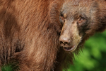 Black Bear close-up, Minnesota, USA
