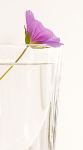GERANIUM IN CLEAR VASE