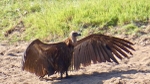 Cape Vulture