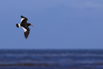 Magellanic Oystercatcher portfolio