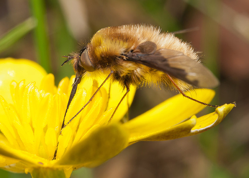 Bee fly ([i]Bombylius major[/i]) male drinking from a dandelion flower. Moreton Morrell, Warwickshire. March 2012.
