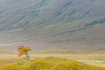 Lone Tree by the A82