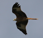 Red Kite fly-past