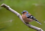 Chaffinch