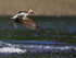 White Ibis takes off from sea, Playa Cativo Lodge, Costa Rica