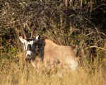 Africa-152