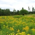 Goldenrod