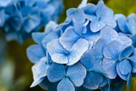 Flower - 1410