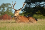 Red Deer