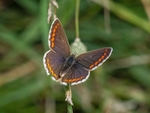Brown Argus