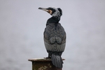 Cormorant