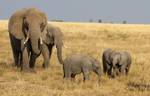 Masai Mara Elephants 2
