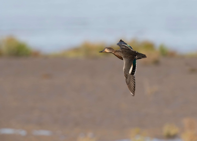 Eurasian Teal - Dee Estuary - North Wales