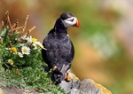 Skellig Puffin