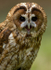 TAWNY OWL