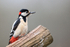 Male Great Spotted Woodpecker, Otterbourne, Hampshire