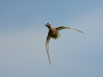 Garganey head-on in flight, Stratfield Brake, Oxfordshire