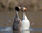 Great Crested Grebe - Podiceps cristatu
