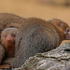 Mongoose Juvenile