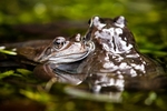Common Frog (03)