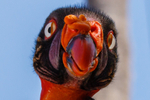 king vulture  sarcomamphus papa-7602