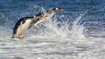 Gentoos jumping out of sea, Sea Lion Island, Falklands