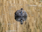 Gadwall
