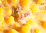 Diaphorodoris luteocincta