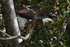 African Fish Eagle feeding